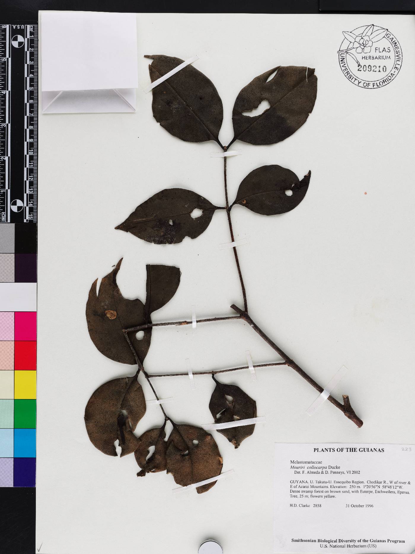 Mouriri collocarpa image