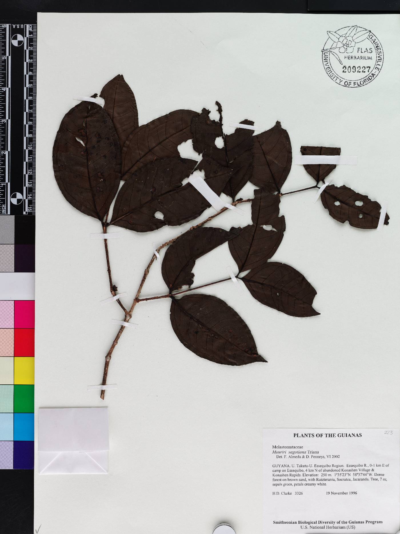 Mouriri sagotiana image