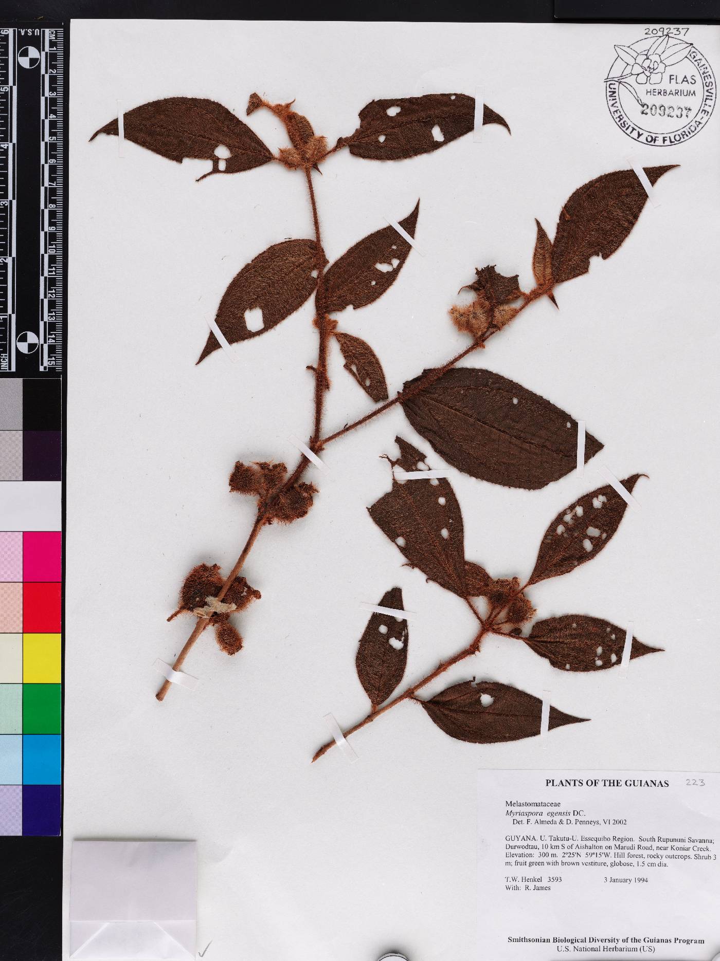 Bellucia egensis image