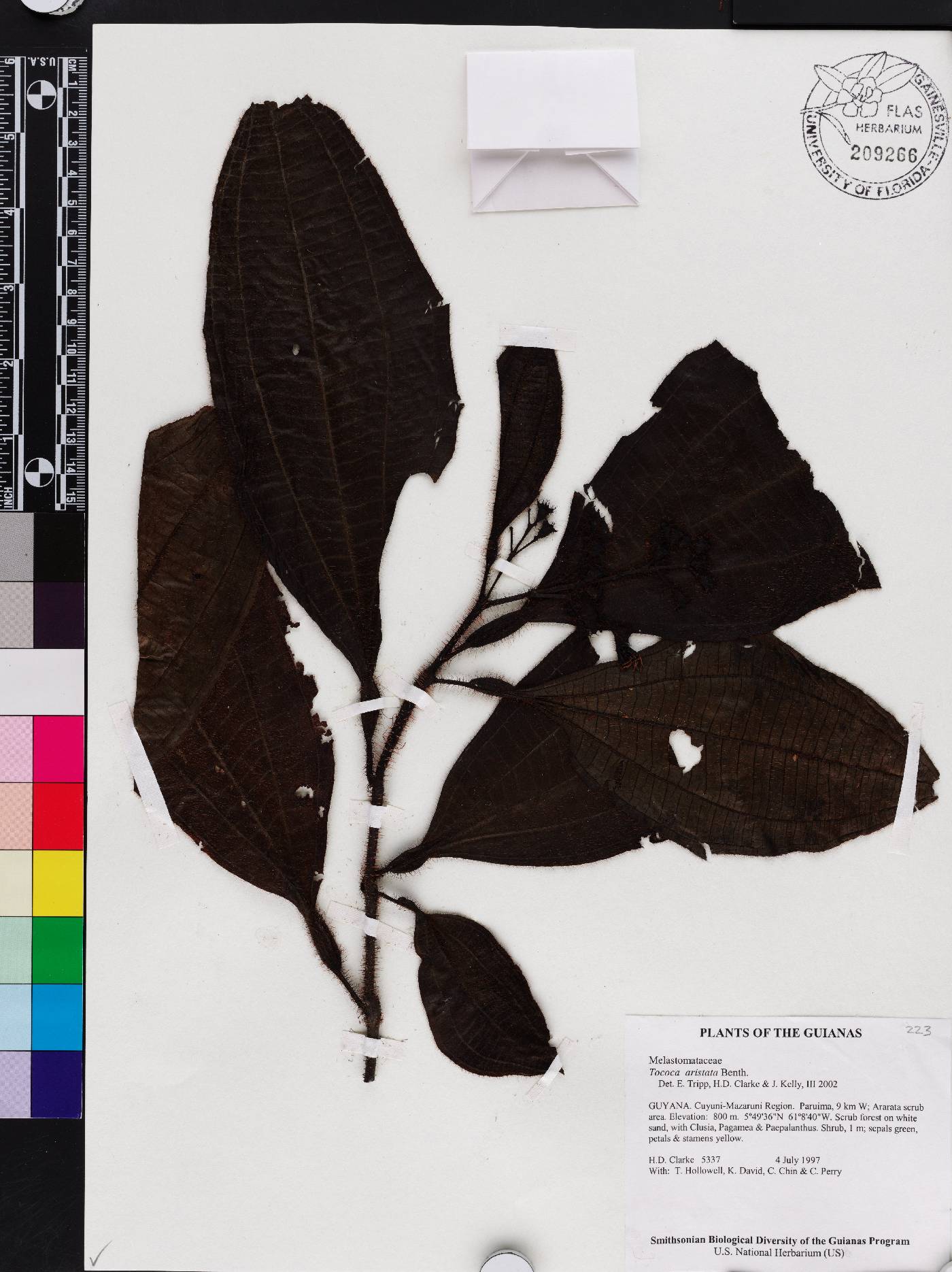 Miconia tocoaristata image