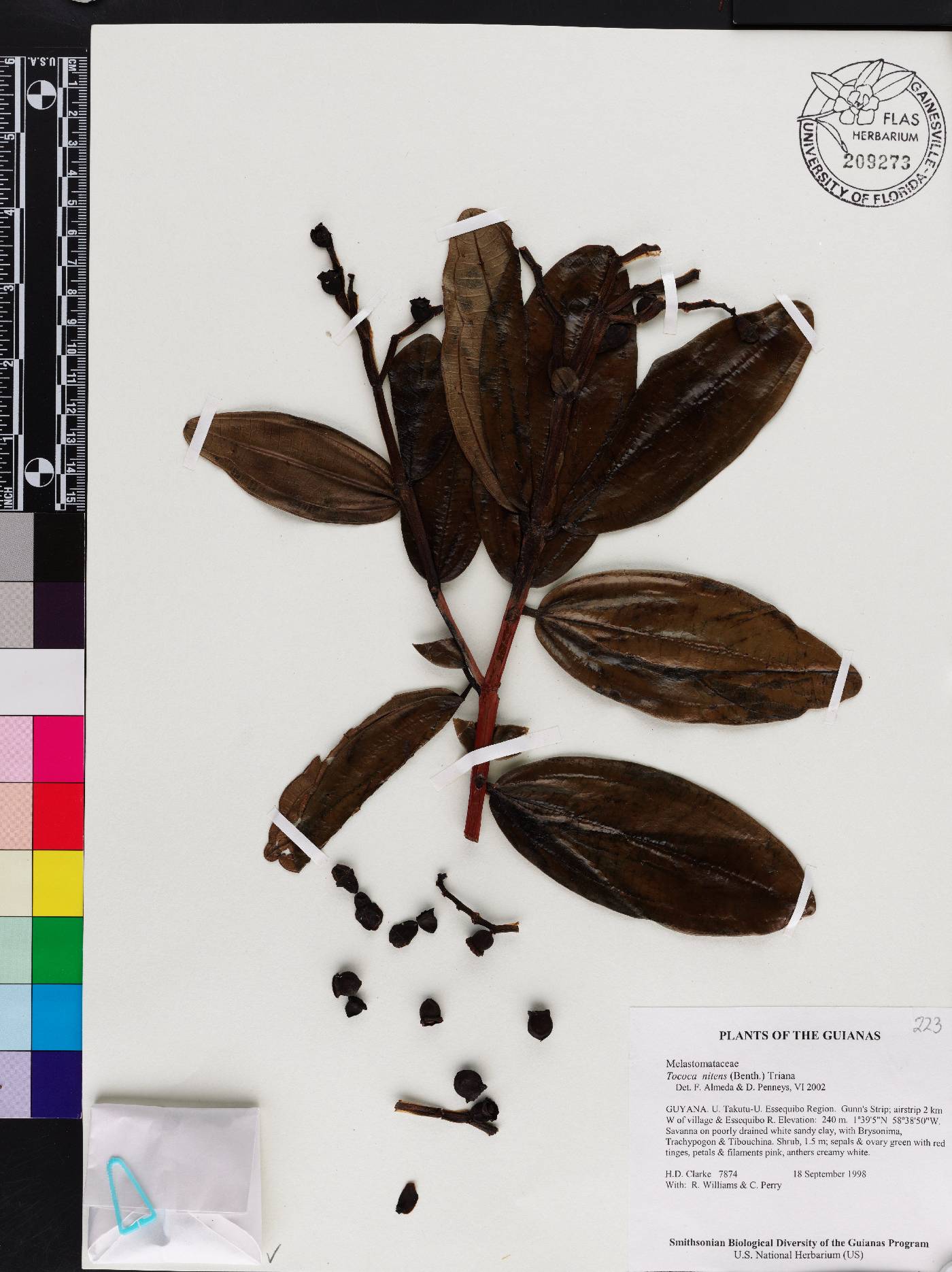 Miconia nitens image