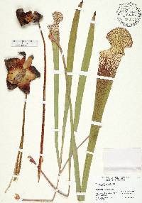 Sarracenia leucophylla image