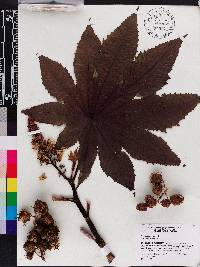 Ricinus communis image