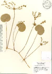 Hydrocotyle bonariensis image