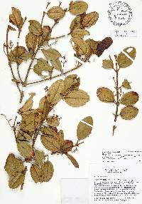 Miconia juddii image