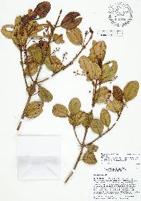 Miconia juddii image