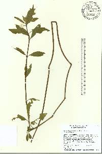 Alternanthera philoxeroides image