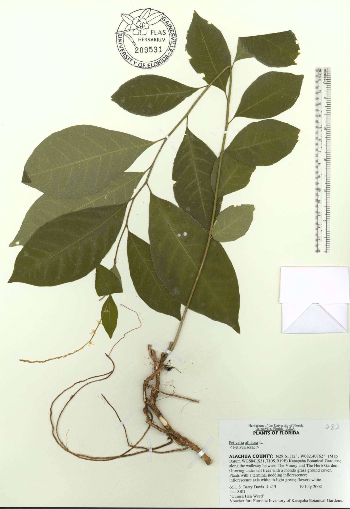 Petiveria alliacea image