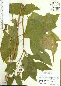 Phytolacca americana var. rigida image