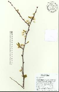 Prunus umbellata image