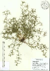 Polypremum procumbens image