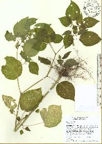 Physalis pubescens image