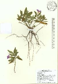 Ruellia dipteracanthus image
