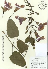 Thunbergia laurifolia image