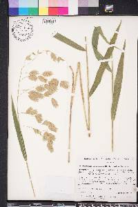 Chasmanthium latifolium image