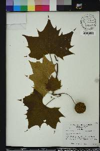 Platanus orientalis image