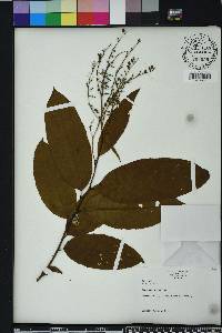 Oxydendrum arboreum image