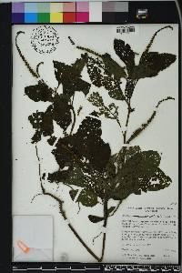 Heliotropium indicum image