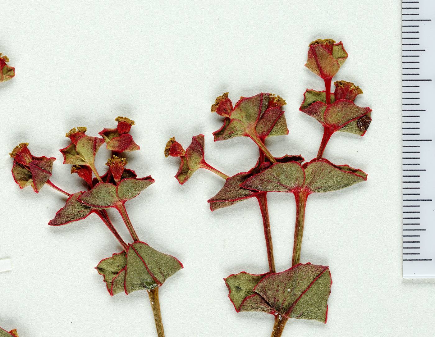 Euphorbia rosescens image