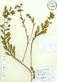 Euphorbia rosescens image