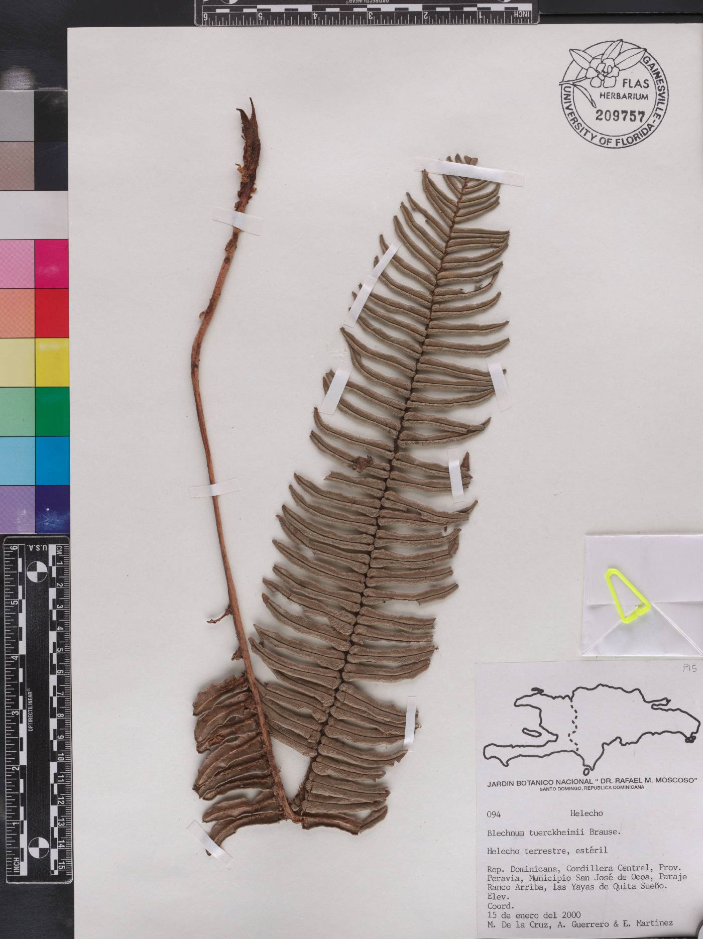 Blechnum tuerckheimii image