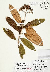 Miconia septentrionalis image