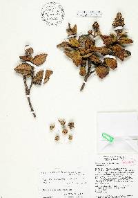 Miconia macayana image