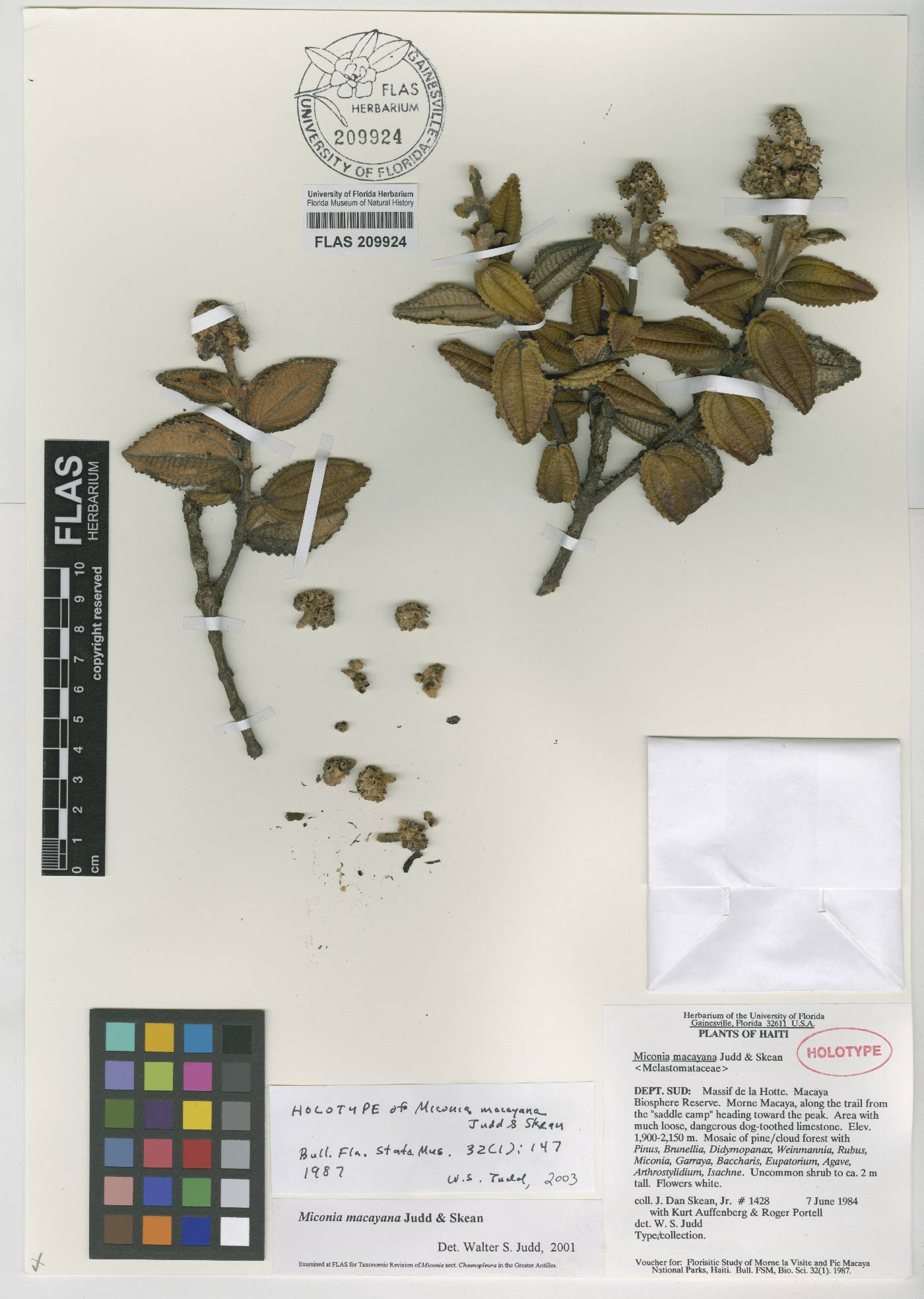 Miconia macayana image