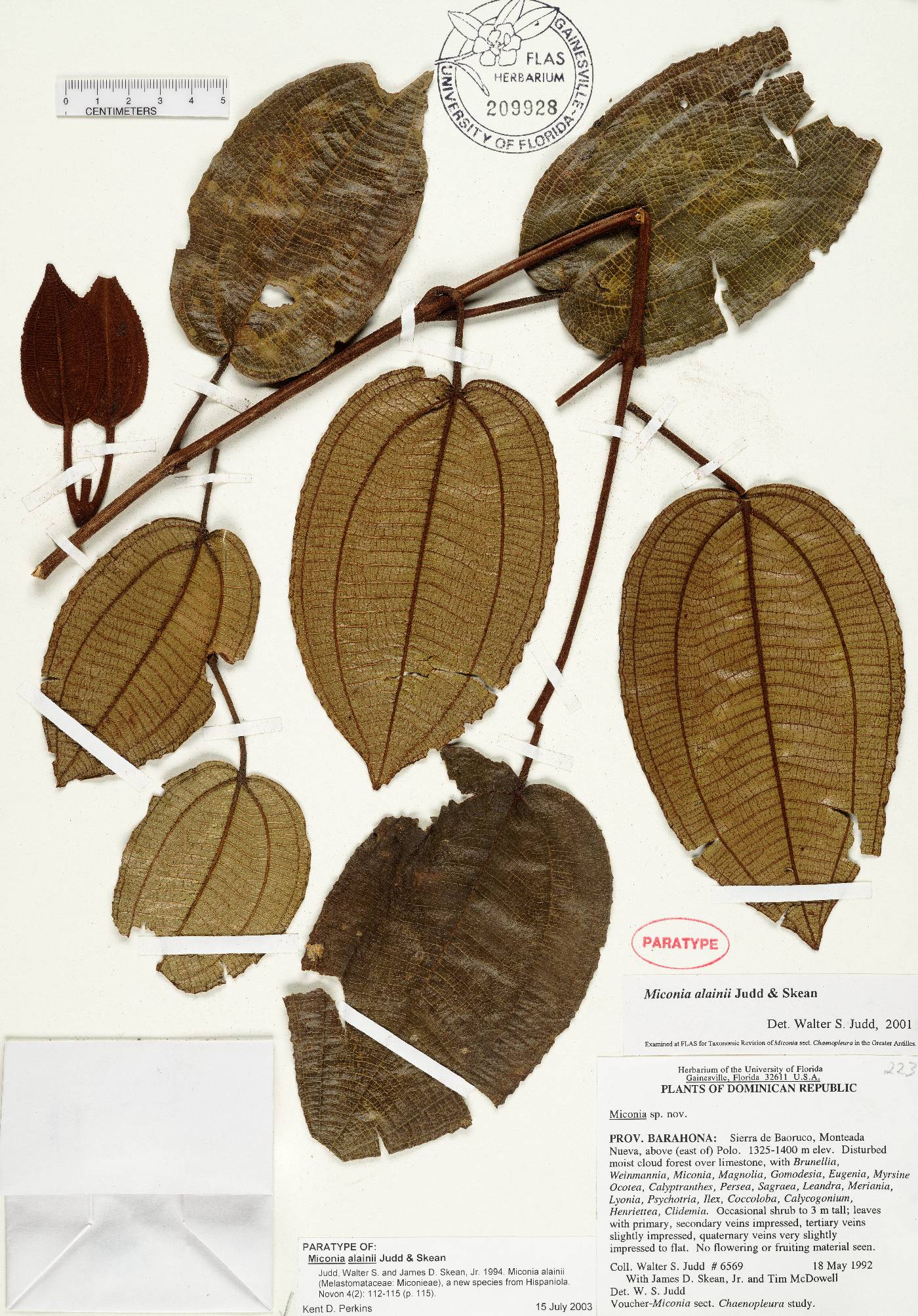 Miconia alainii image