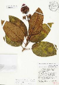 Miconia howardiana image
