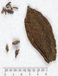 Miconia howardiana image