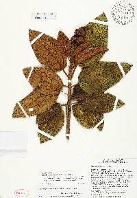 Miconia howardiana image