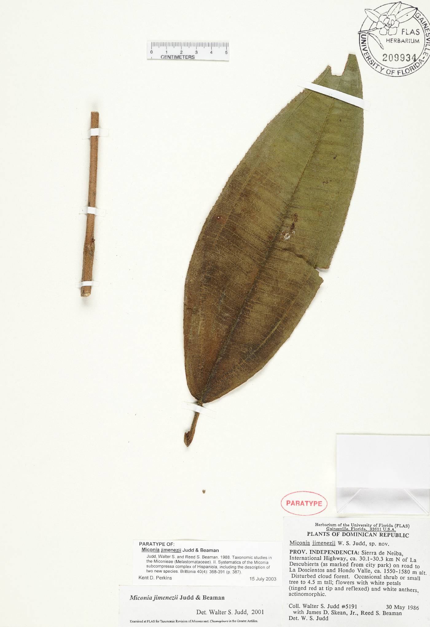 Miconia jimenezii image