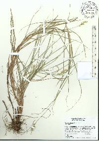 Cenchrus spinifex image