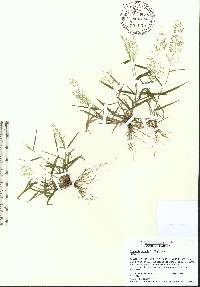 Eragrostis amabilis image