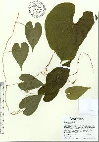 Dioscorea bulbifera image