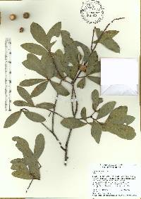 Quercus laurifolia image