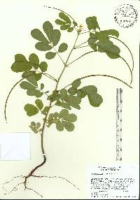 Senna obtusifolia image