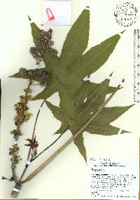 Ricinus communis image