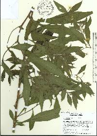 Ludwigia leptocarpa image