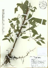 Ludwigia leptocarpa image