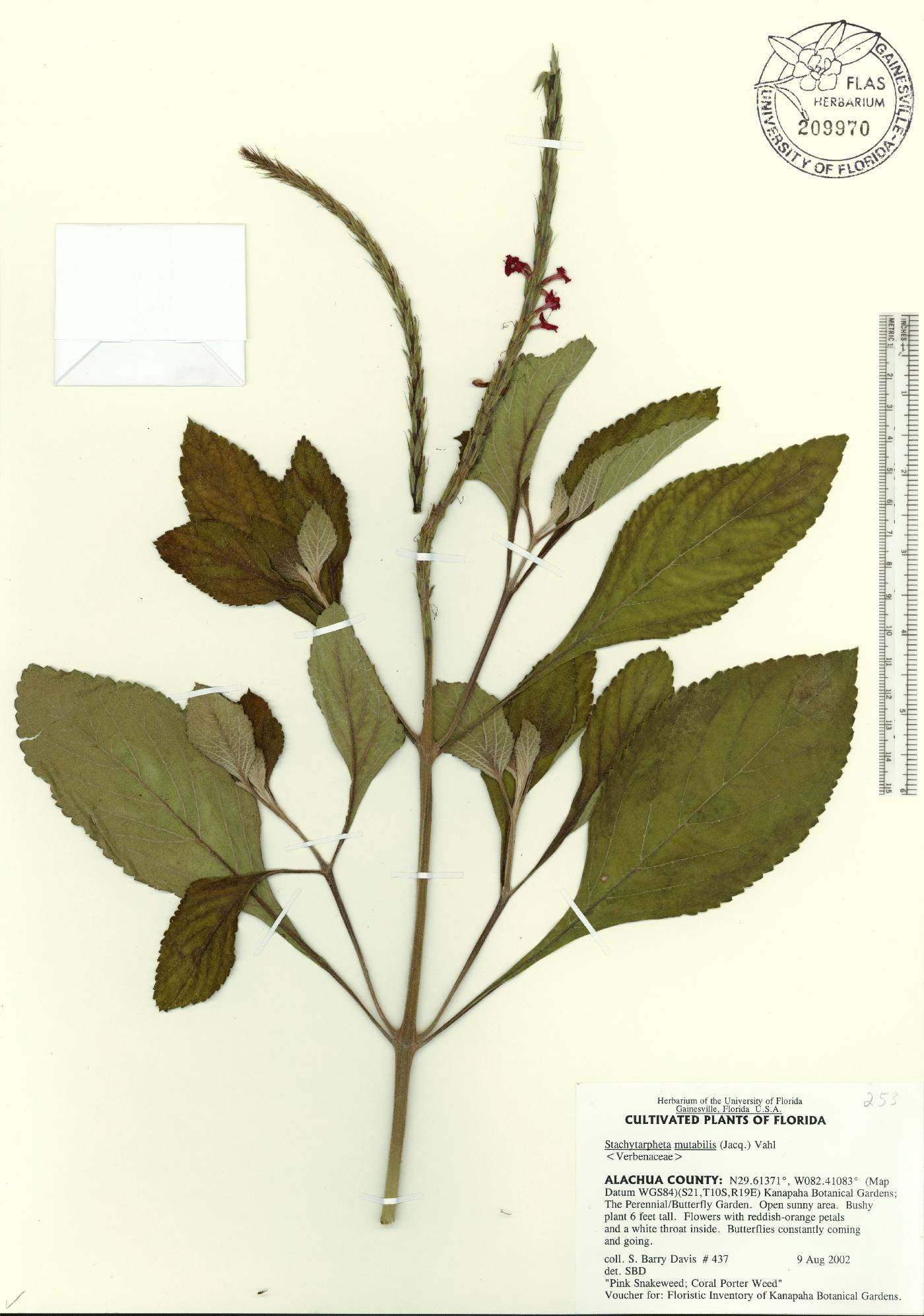 Stachytarpheta mutabilis image