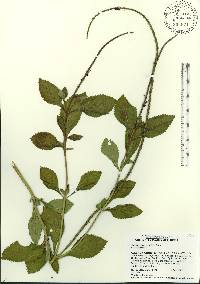 Stachytarpheta urticifolia image