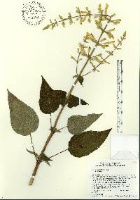 Salvia madrensis image