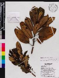 Miconia barkeri image