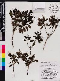 Miconia desportesii image