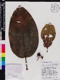 Miconia subcompressa image