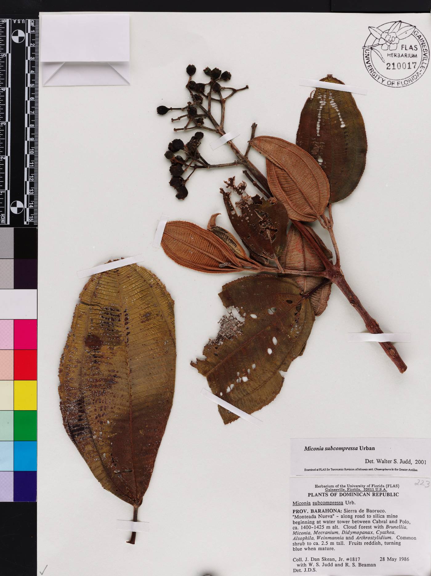 Miconia subcompressa subsp. beverlyana image