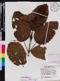 Miconia favosa image