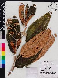 Miconia subcompressa image